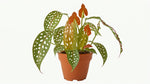 side profile of Angel Wing Begonia Maculata live Begonia from Divine Roots