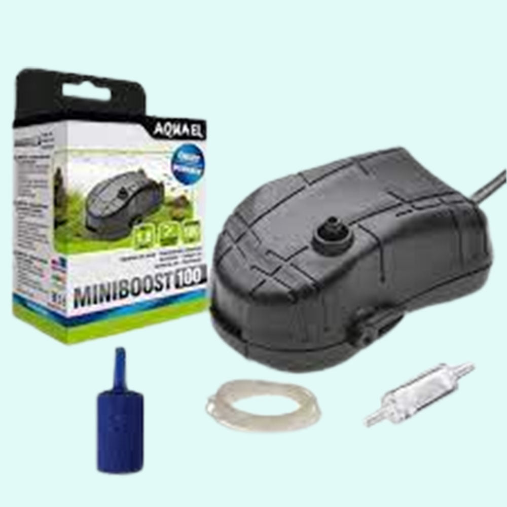 mature specimen of Aquael MiniBoost 100 Aquarium Air Pump live houseplant from Divine Roots