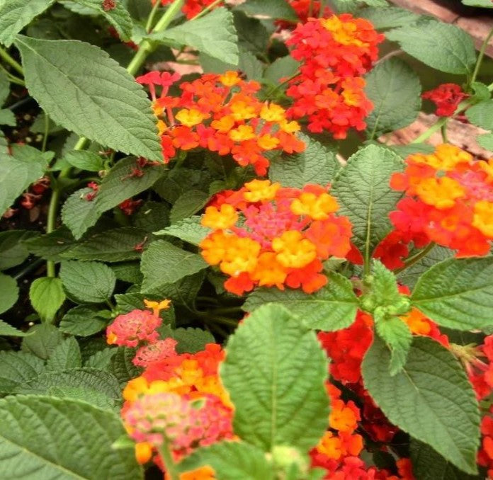 leaf detail of Dallas Red Lantana live houseplant from Divine Roots