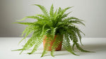 mature specimen of Boston Fern Massii live fern from Divine Roots