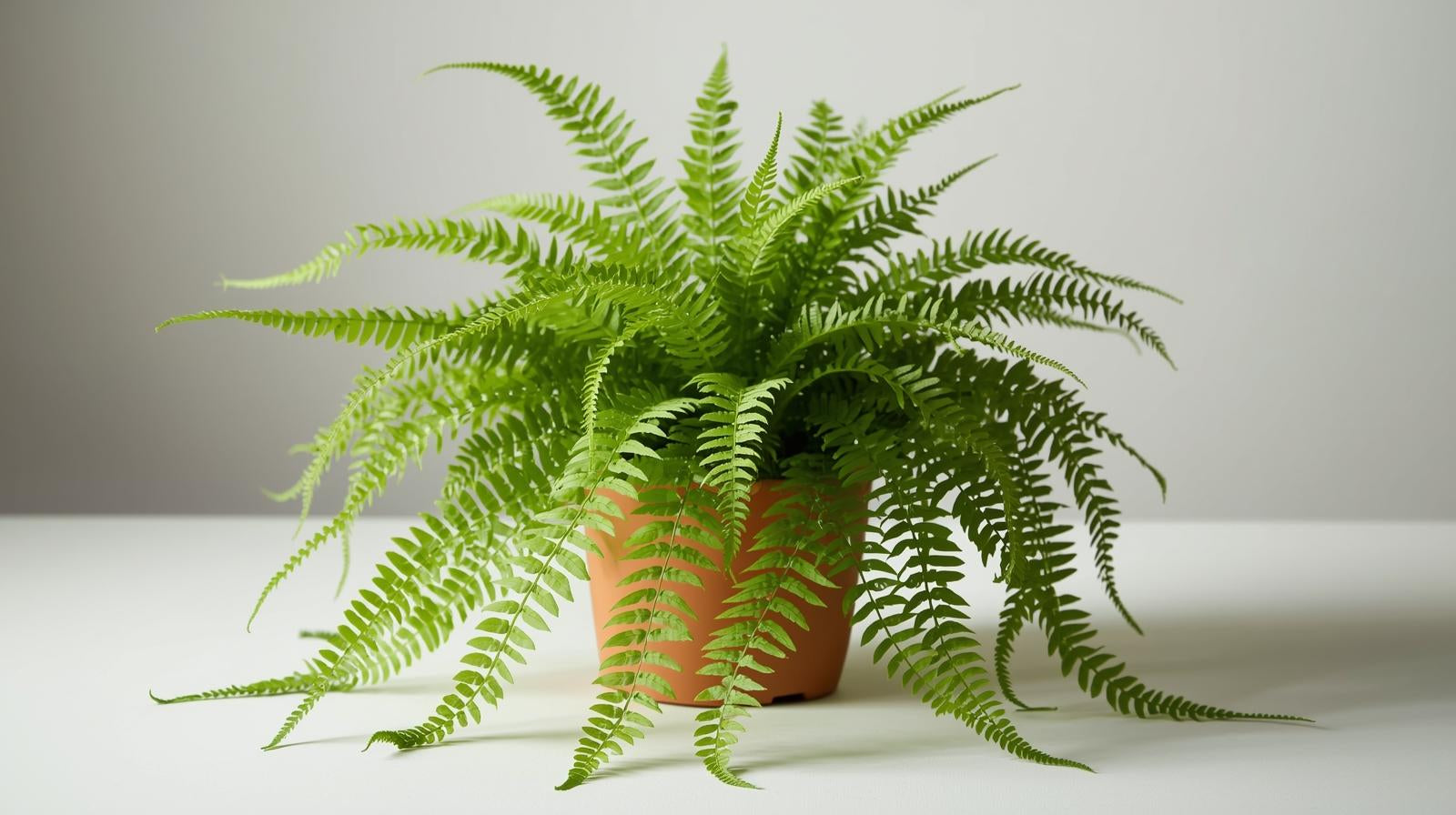 close-up detail of Boston Fern Massii live fern from Divine Roots