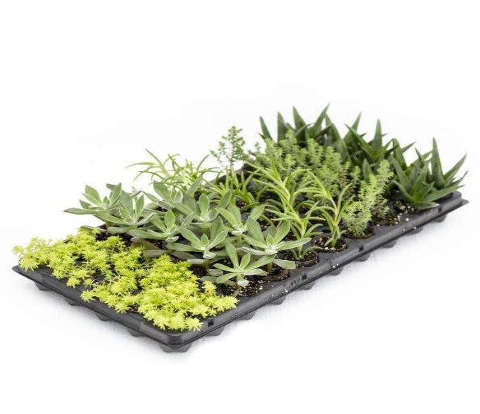 Succulents Assortment Rooted Starter Plant live succulent from Divine Roots