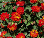 mature specimen of Lantana Florida Red live houseplant from Divine Roots