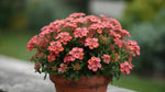 potted Lantana Dwarf Raspberry live houseplant from Divine Roots