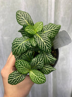 growth pattern of Fittonia Marble Green Rooted Starter Plants live houseplant from Divine Roots