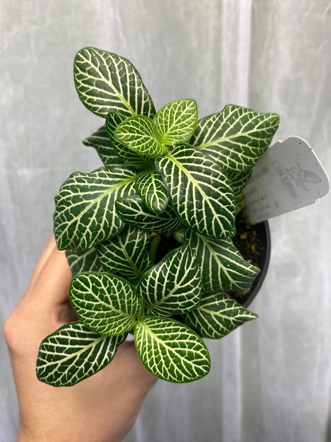 growth pattern of Fittonia Marble Green Rooted Starter Plants live houseplant from Divine Roots