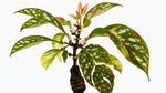 potted Angel Wing Begonia Medora Rooted Starter Plant live Begonia from Divine Roots