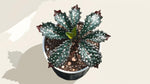 potted Angel Wing Begonia Fannie Moser live Begonia from Divine Roots
