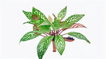 potted Angel Wing Begonia Medora live Begonia from Divine Roots
