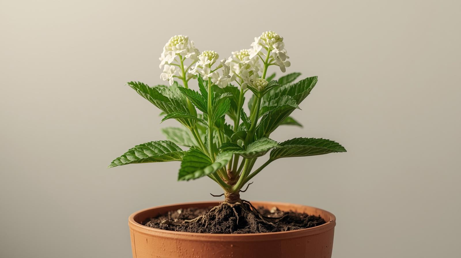 growth pattern of Lantana Upright White (Rooted Starter Plant) live houseplant from Divine Roots