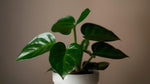 Philodendron Micans (Velvet-Leaf Philodendron) live Philodendron from Divine Roots