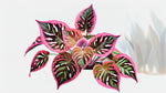 growth pattern of Coleus Meandering Linda live houseplant from Divine Roots