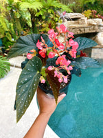 potted Angel Wing Begonia Sunbrite Pink live Begonia from Divine Roots