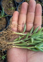 Senecio Radieans String Of Bananas Rooted Starter Plant live succulent from Divine Roots