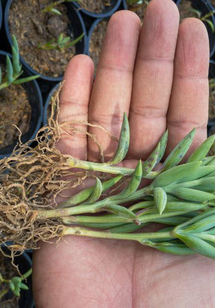 Senecio Radieans String Of Bananas Rooted Starter Plant live succulent from Divine Roots
