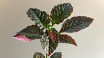 size reference for Angel Wing Begonia Fannie Moser Rooted Starter Plant live Begonia from Divine Roots