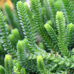 Sedum Acre Succulent Rooted Starter Plant live succulent from Divine Roots