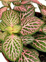 full view of Fittonia Mistral Rooted Starter Plant live houseplant from Divine Roots