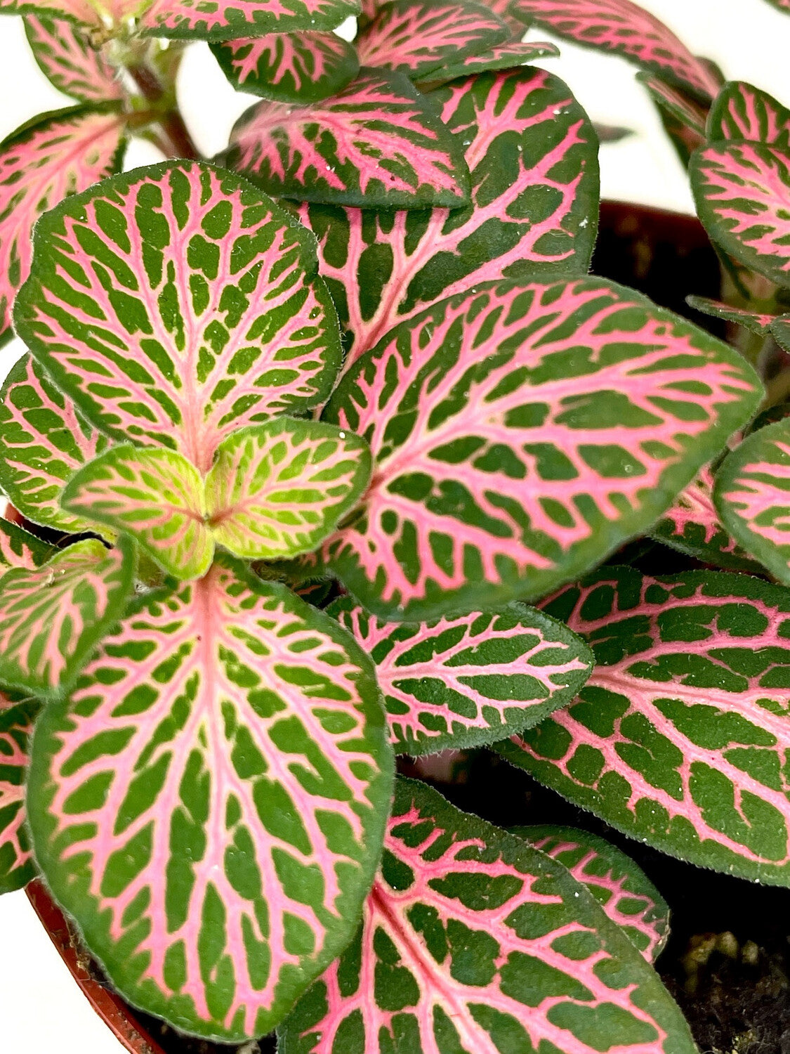 full view of Fittonia Mistral Rooted Starter Plant live houseplant from Divine Roots
