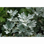 close-up detail of Artemesia Stellerinana Silver Brocade live houseplant from Divine Roots