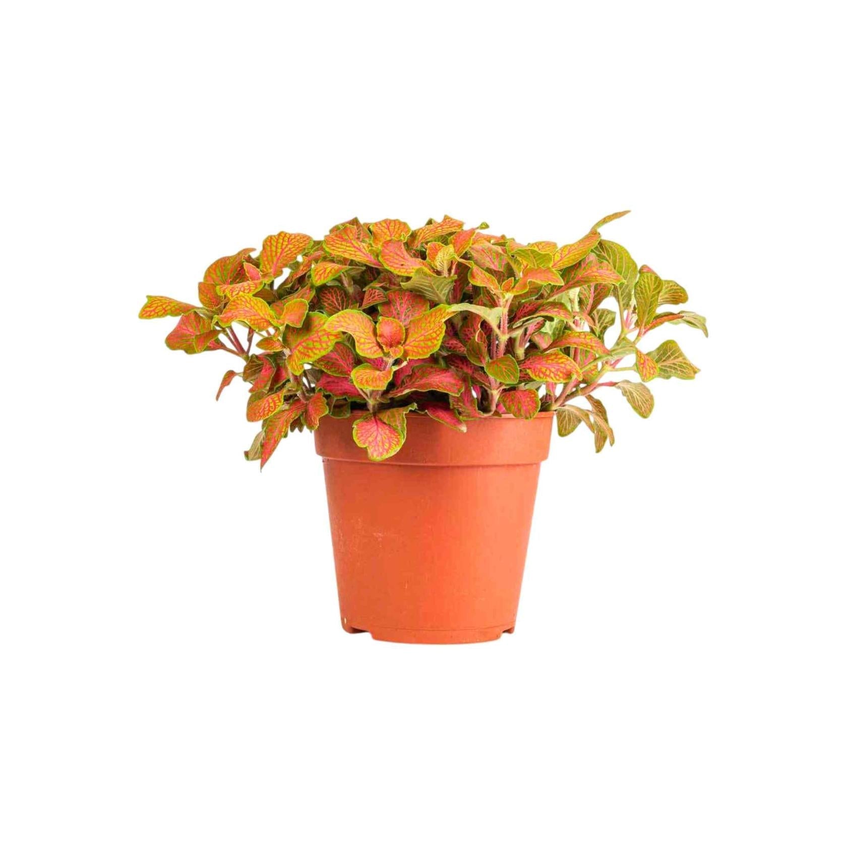 side profile of Fittonia Skeleton live houseplant from Divine Roots