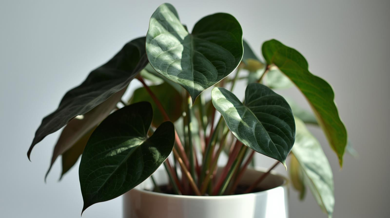 full view of Philodendron Micans (Velvet-Leaf Philodendron) live Philodendron from Divine Roots