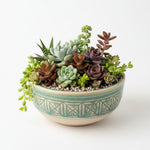 mature specimen of Succulents Assortment Rooted Starter Plant live succulent from Divine Roots