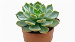 side profile of Echeveria Vertis live succulent from Divine Roots