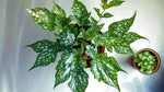 side profile of Angel Wing Begonia Lois Burke live Begonia from Divine Roots