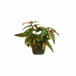 growth pattern of Angel Wing Begonia Medora live Begonia from Divine Roots