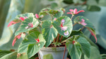 size reference for Angel Wing Begonia Richmondensis Pink live Begonia from Divine Roots