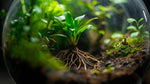 side profile of Combo Terrarium Rooted Starter Plant live plant bundle from Divine Roots