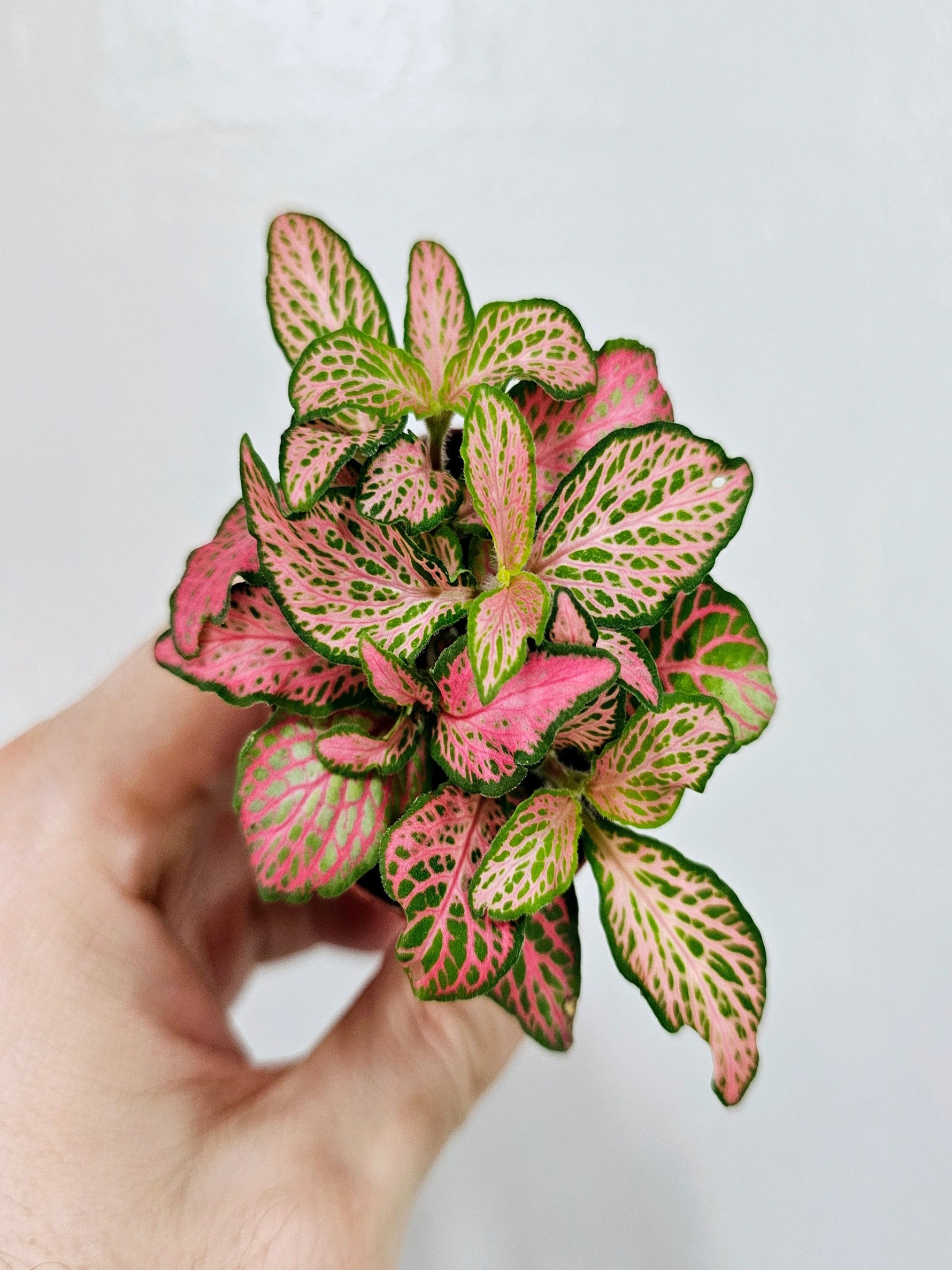 top view of Fittonia Zalm Ruby Lime Rooted Starter Plant live houseplant from Divine Roots