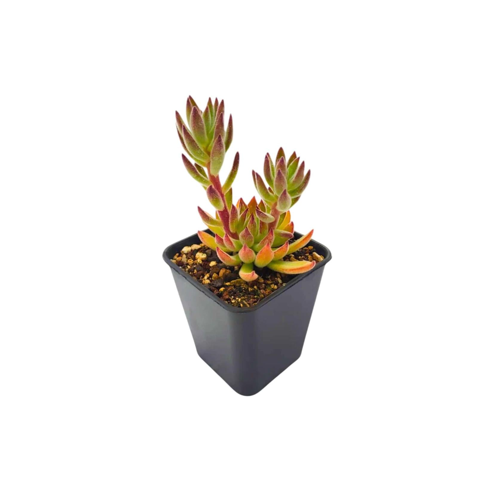 Echeveria Setosa Arrow live plant from Divine Roots — main product photo