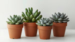 mature specimen of Senecio Succulent Plant Pack live succulent from Divine Roots