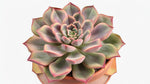 Echeveria Chroma live plant from Divine Roots — photo 5 of 11