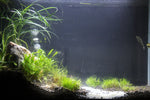 mature specimen of Mondo Grass (Ophiogon Japonica) live houseplant from Divine Roots