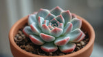 size reference for Echeveria Lola Rooted Starter Plant live succulent from Divine Roots