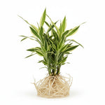 Sanderiana Variegated Dracaena live Dracaena from Divine Roots