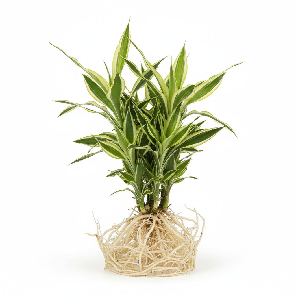 Sanderiana Variegated Dracaena live Dracaena from Divine Roots