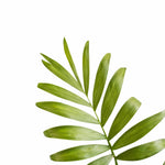 leaf detail of Bella Palm (Chamaedorea elegans) live palm from Divine Roots