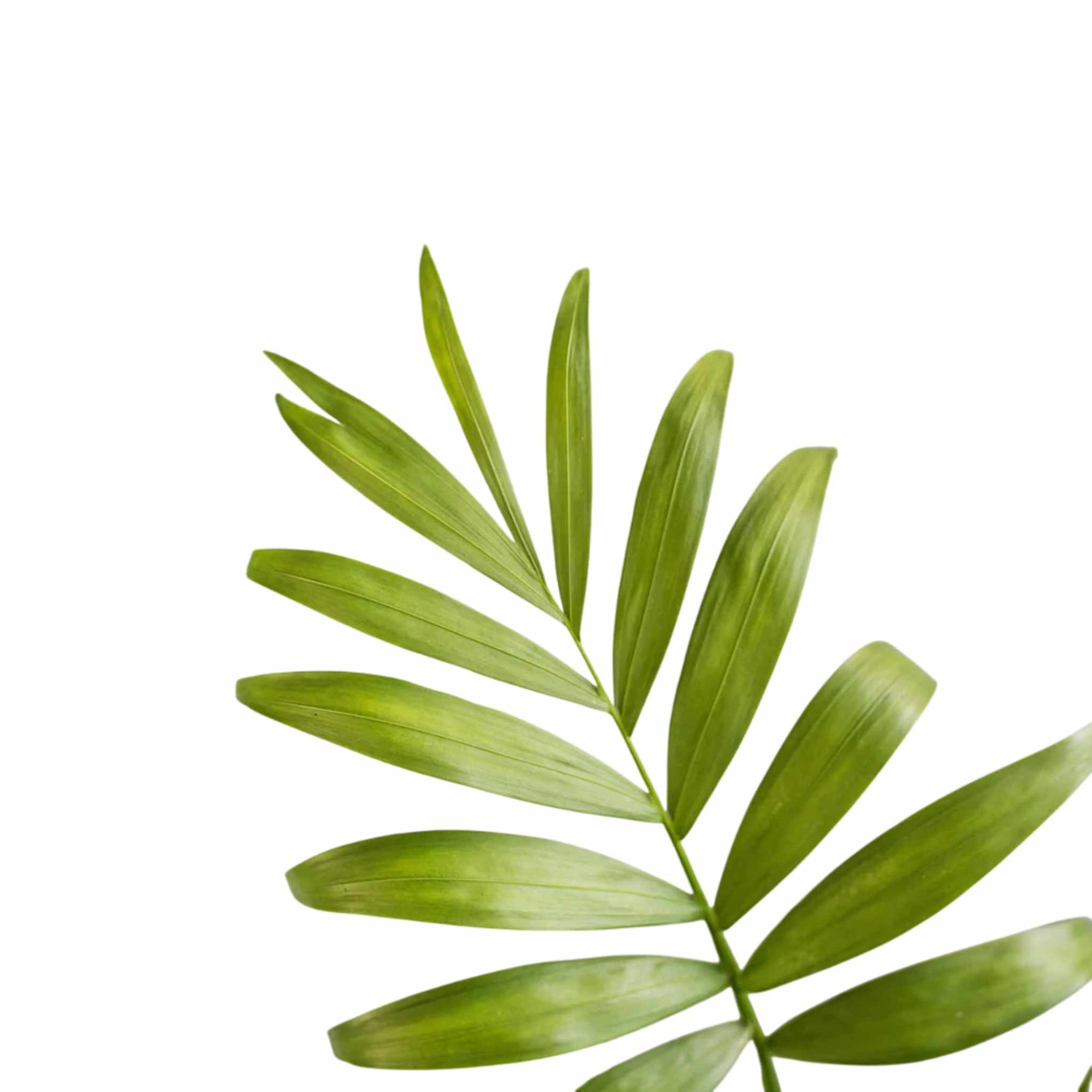 leaf detail of Bella Palm (Chamaedorea elegans) live palm from Divine Roots