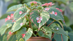 leaf detail of Angel Wing Begonia Richmondensis Pink Rooted Starter Plant live Begonia from Divine Roots