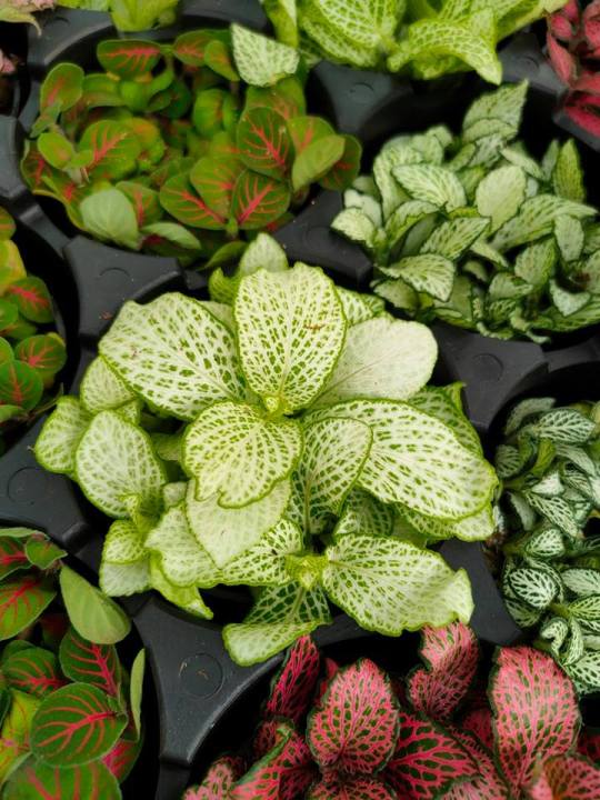 growth pattern of Fittonia Jolly Lemon Rooted Starter Plant live houseplant from Divine Roots