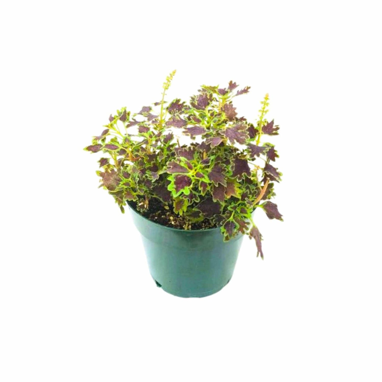 Coleus Inky Fingers