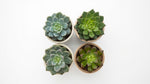 potted Pet Friendly Succulent Pack live succulent from Divine Roots