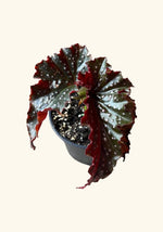 top view of Angel Wing Begonia Fannie Moser live Begonia from Divine Roots