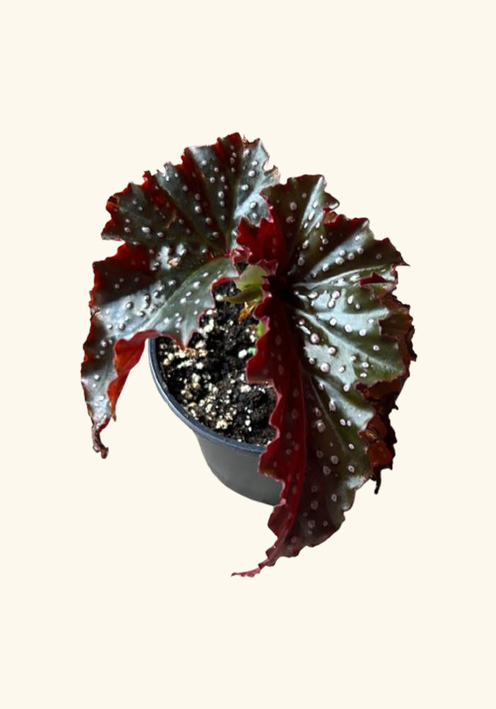 top view of Angel Wing Begonia Fannie Moser live Begonia from Divine Roots