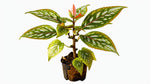 side profile of Angel Wing Begonia Medora Rooted Starter Plant live Begonia from Divine Roots