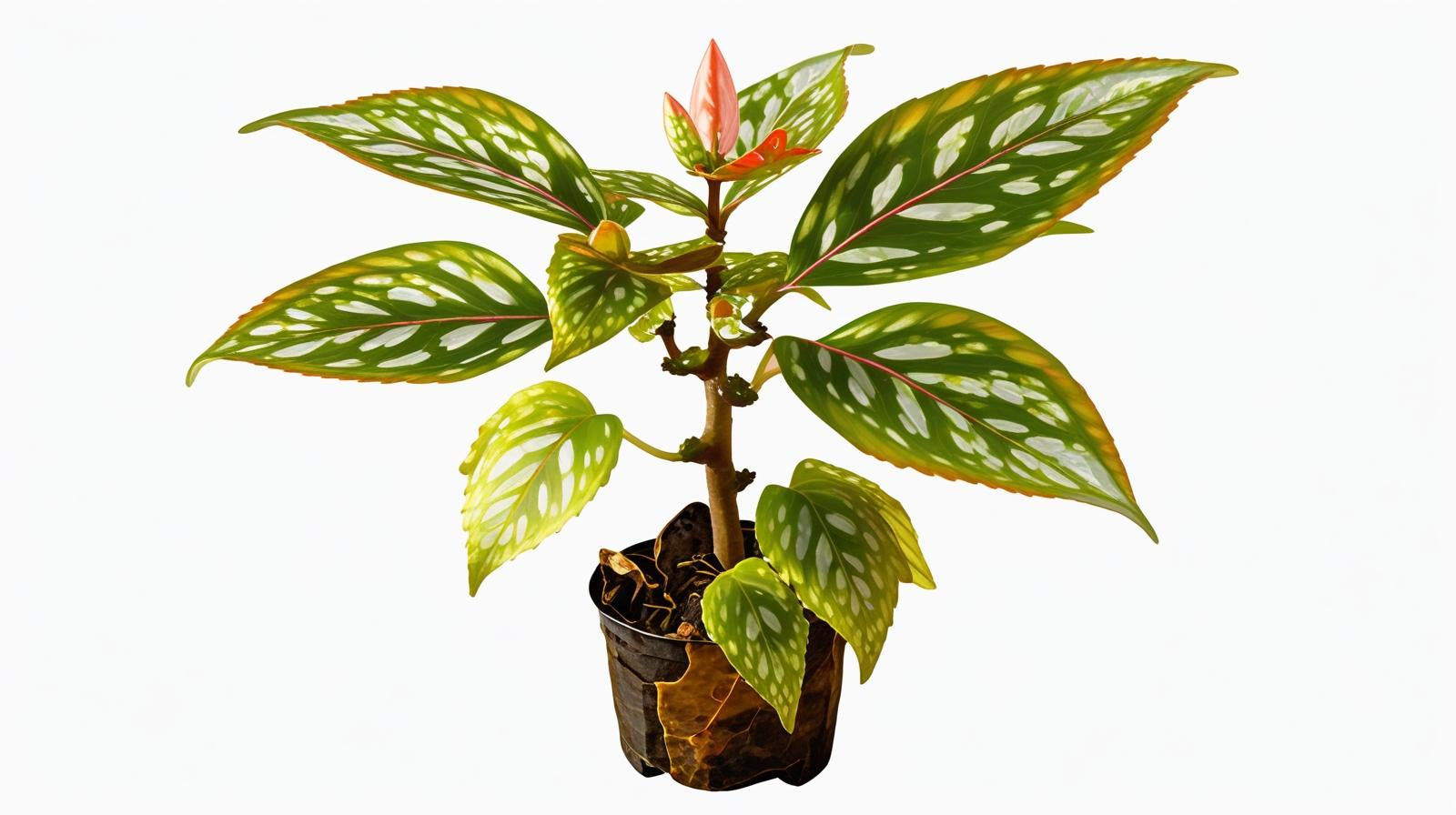 side profile of Angel Wing Begonia Medora Rooted Starter Plant live Begonia from Divine Roots